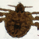 Illustration for article titled The Worlds Most Patriotic Pubic Louse Study
